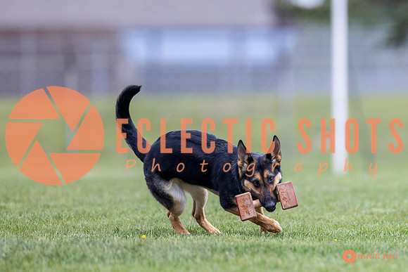 2025-K9Force-MayExams-7057