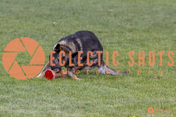 2025-K9Force-MayExams-5849