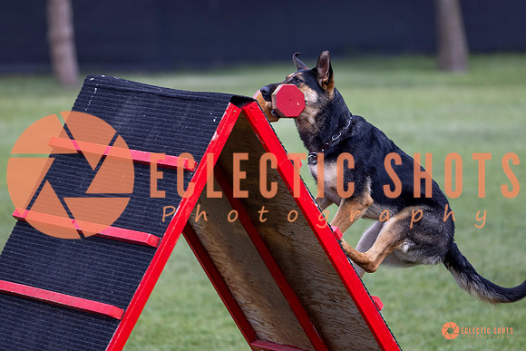 2025-K9Force-MayExams-6241