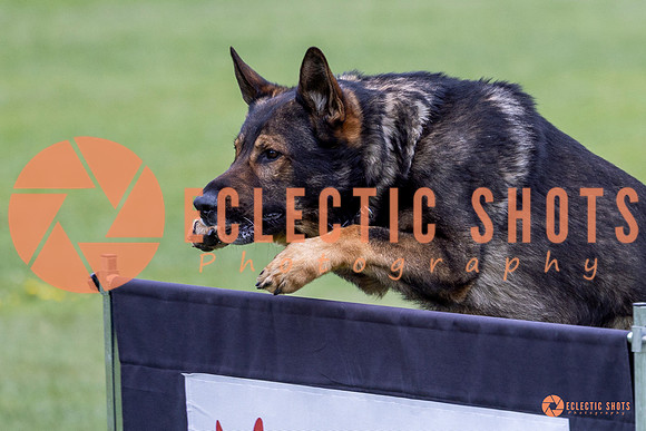 2025-K9Force-MayExams-5581