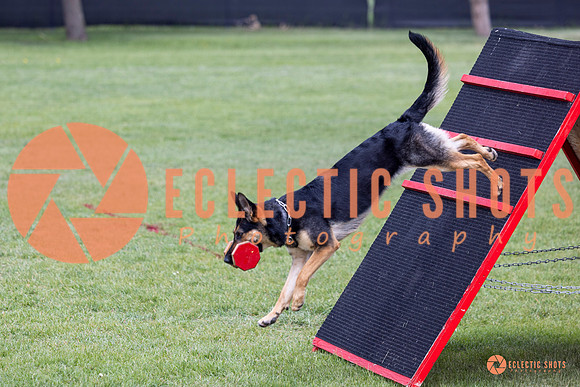2025-K9Force-MayExams-6259