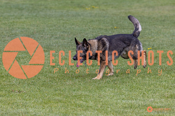 2025-K9Force-MayExams-5838