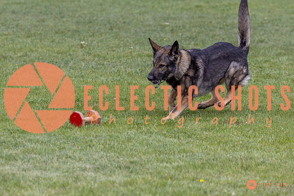 2025-K9Force-MayExams-5845