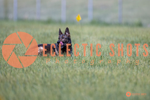 2025-K9Force-MayExams-Kaia-8459