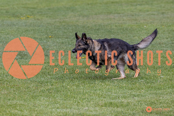 2025-K9Force-MayExams-5834