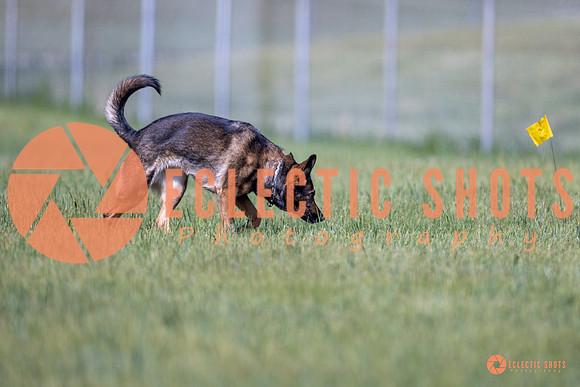 2025-K9Force-MayExams-Kaia-8443