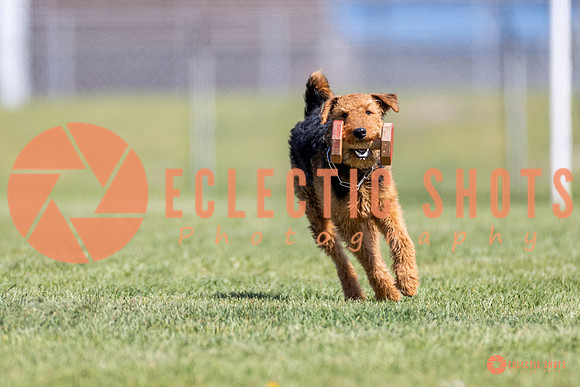 2025-K9Force-MayExams-8343