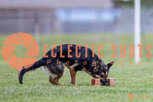 2025-K9Force-MayExams-7051
