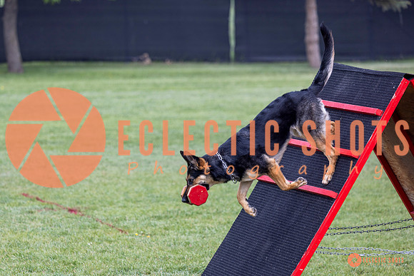 2025-K9Force-MayExams-6257
