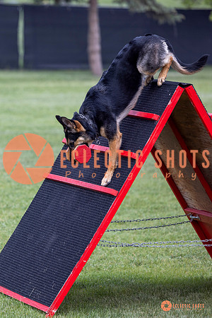 2025-K9Force-MayExams-6253