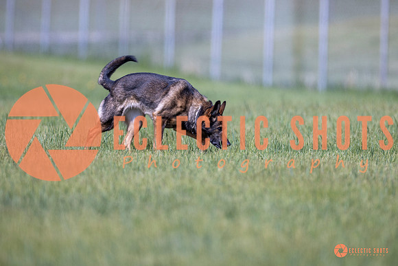 2025-K9Force-MayExams-Kaia-8439