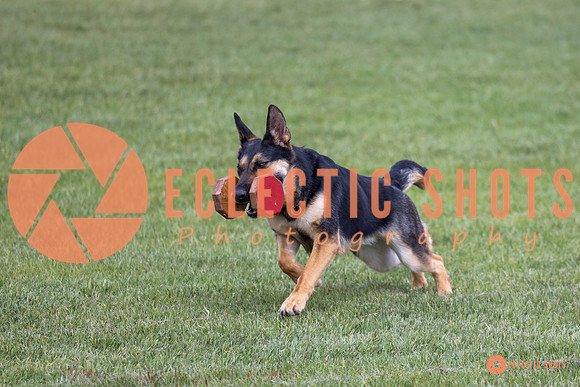 2025-K9Force-MayExams-6234