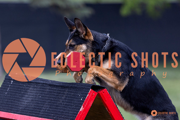 2025-K9Force-MayExams-6244