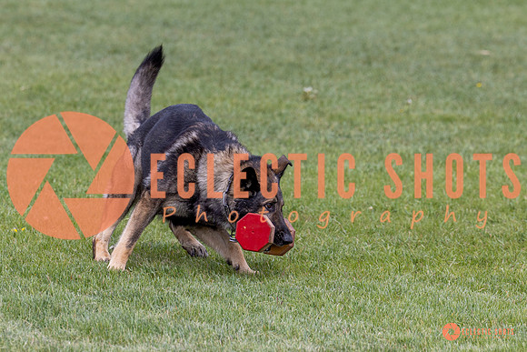 2025-K9Force-MayExams-5858