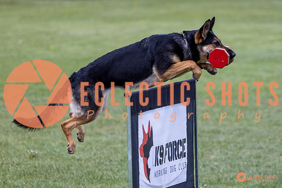 2025-K9Force-MayExams-6172