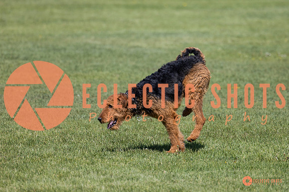 2025-K9Force-MayExams-7371