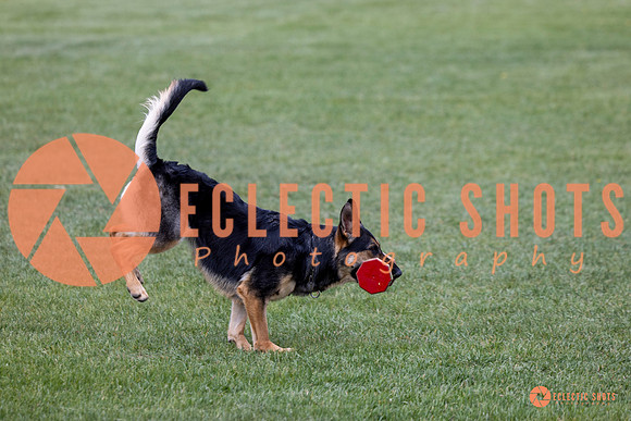 2025-K9Force-MayExams-6183