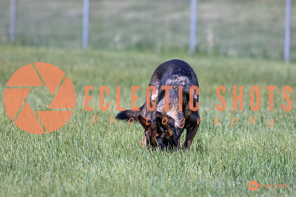 2025-K9Force-MayExams-Kaia-7417