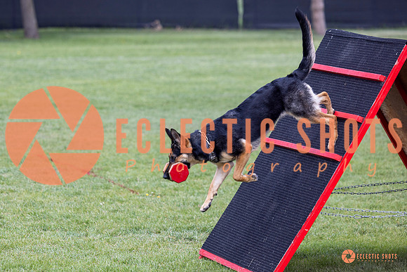 2025-K9Force-MayExams-6258