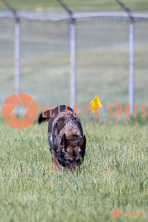 2025-K9Force-MayExams-Kaia-7474