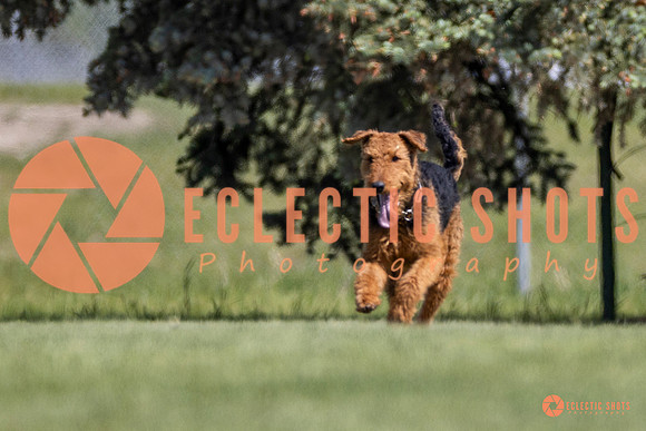 2025-K9Force-MayExams-8410