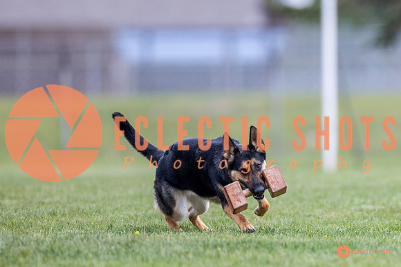 2025-K9Force-MayExams-7059