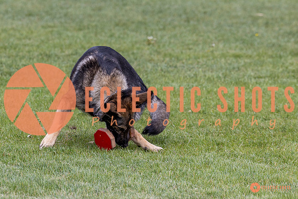 2025-K9Force-MayExams-5854
