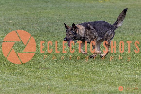 2025-K9Force-MayExams-5840