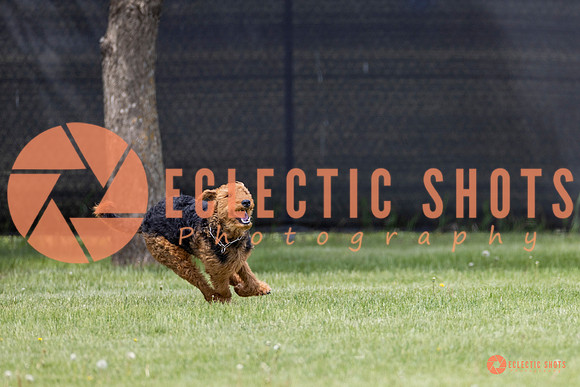 2025-K9Force-MayExams-8605