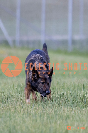 2025-K9Force-MayExams-Kaia-7445