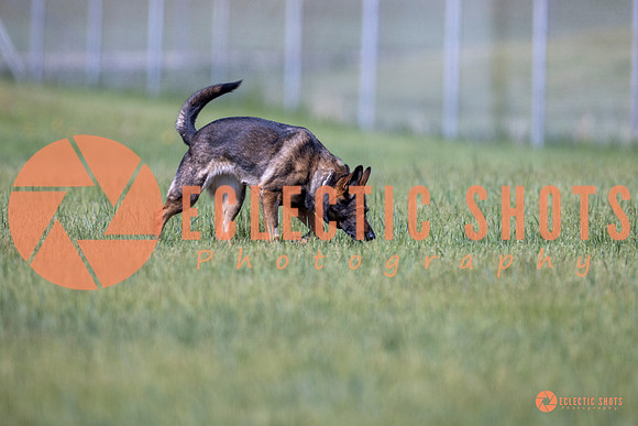 2025-K9Force-MayExams-Kaia-8438