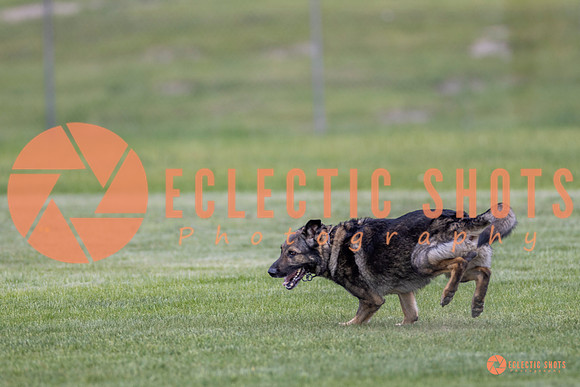 2025-K9Force-MayExams-6657