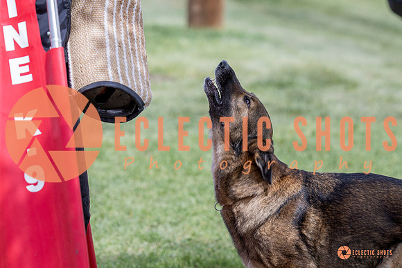 2025-K9Force-MayExams-6366
