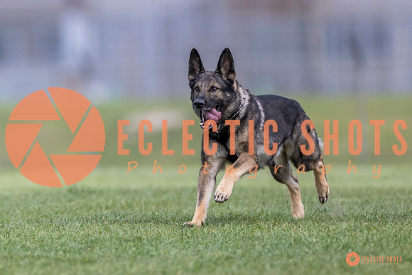 2025-K9Force-MayExams-6578