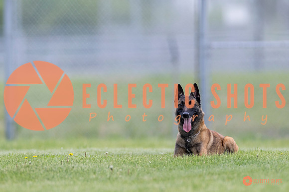 2025-K9Force-MayExams-5939