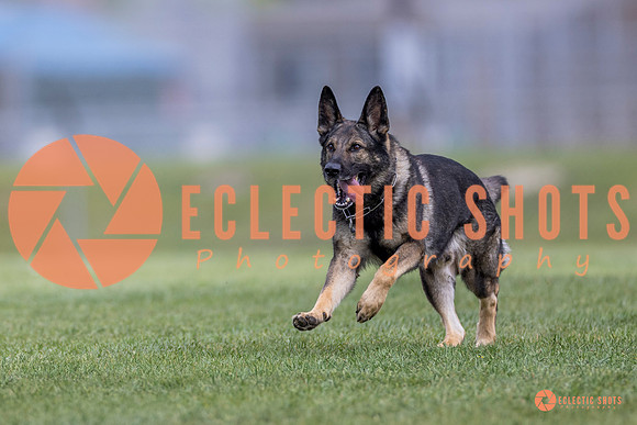 2025-K9Force-MayExams-6581