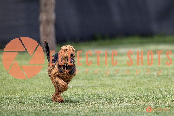 2025-K9Force-MayExams-8611