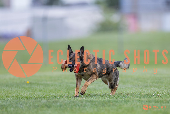 2025-K9Force-MayExams-6123
