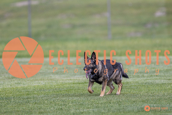 2025-K9Force-MayExams-6674