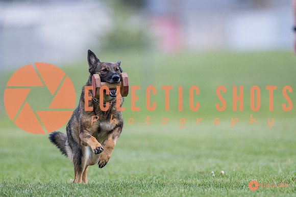 2025-K9Force-MayExams-6131