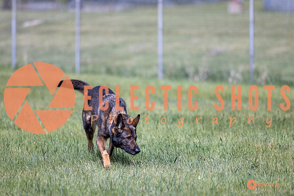 2025-K9Force-MayExams-Kaia-7406