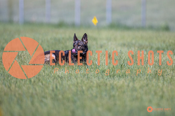 2025-K9Force-MayExams-Kaia-8456