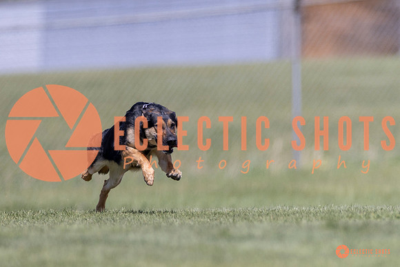 2025-K9Force-MayExams-8048