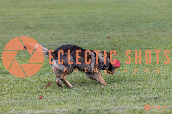 2025-K9Force-MayExams-5930