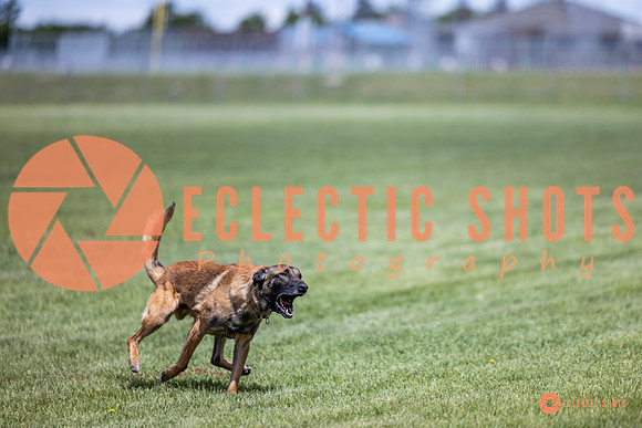 2025-K9Force-MayExams-7661