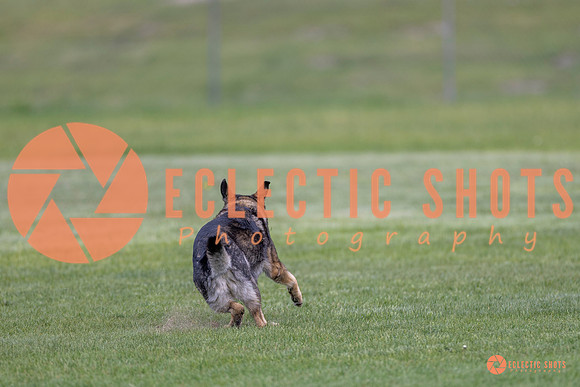 2025-K9Force-MayExams-6638