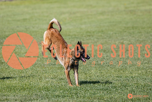 2025-K9Force-MayExams-7321