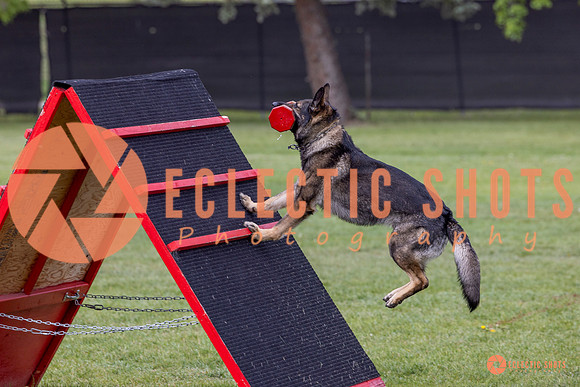 2025-K9Force-MayExams-5933