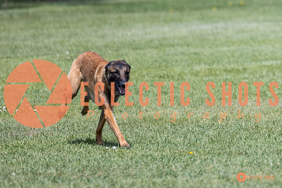 2025-K9Force-MayExams-7656