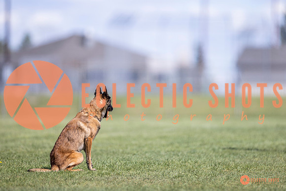 2025-K9Force-MayExams-8190